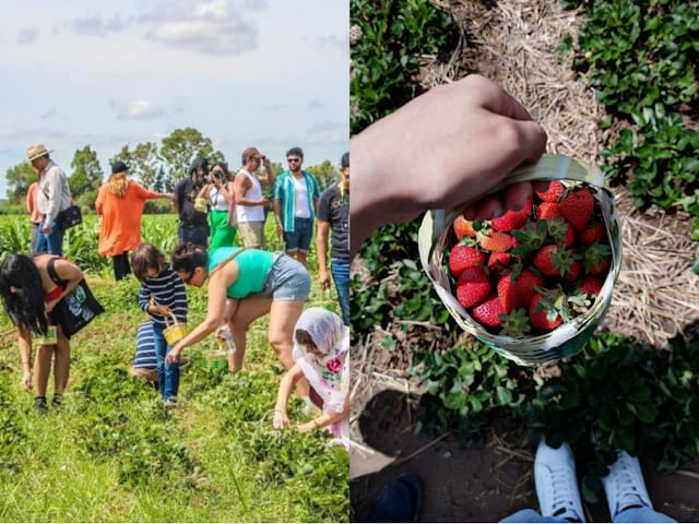 Cosecha de fresas en un Huerto Irapuatense por parte del GIFF