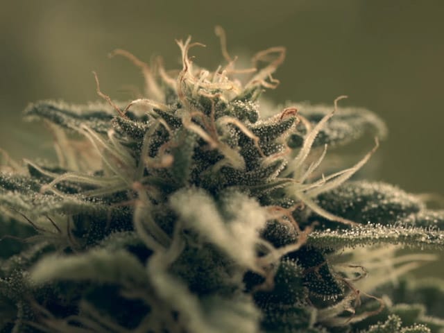 Newsline Report - Cine - Contar presenta muestra especial Cine & Cannabis