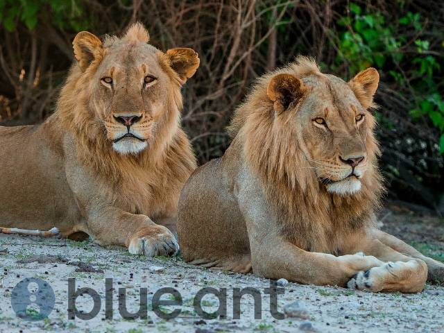 Blue Ant Media y Sky refuerzan su alianza potenciando series documentales en Europa