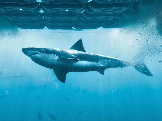 Blue Ant Media renueva 