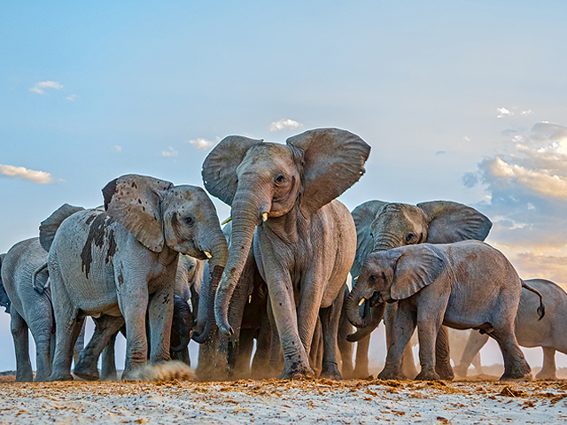 Newsline Report - Plataformas - HITN y Wildlife Conservation Network se unen en favor de especies en extincin